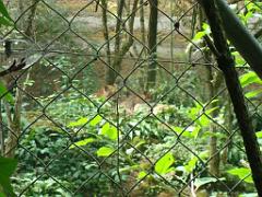 149 BIO PARC DE DOUE LA FONTAINE 3- 2016_000009